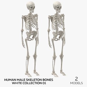 Human Male Skeleton Bones White Collection 01 - 2 models 3D model