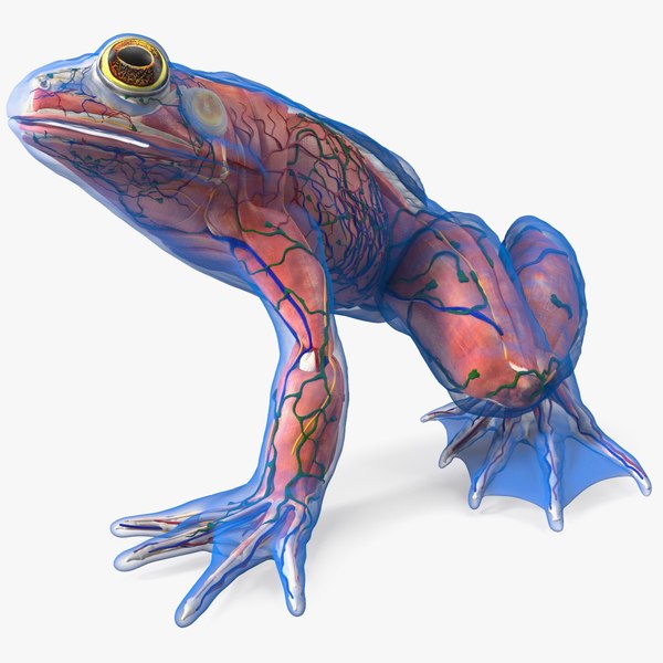 modelo 3d Anatomía de la rana Lado izquierdo transparente - TurboSquid ...