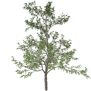 River Birch Tree - 03 - 3D model