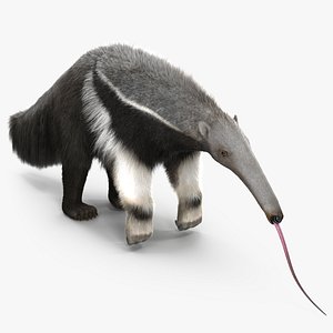 3D model Anteater Rigged Fur