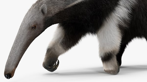 3D model Anteater Rigged Fur - TurboSquid 1839223