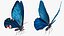 3D model Animated Papilio Butterfly Flapping Wings Rigged for Maya