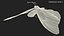 3D model Animated Papilio Butterfly Flapping Wings Rigged for Maya