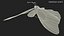 3D model Animated Papilio Butterfly Flapping Wings Rigged for Maya