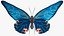 3D model Animated Papilio Butterfly Flapping Wings Rigged for Maya