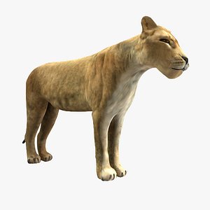 lioness lion 3d 3ds