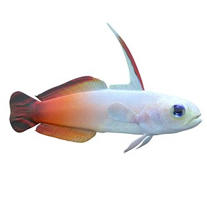 3D Fire Goby Fish