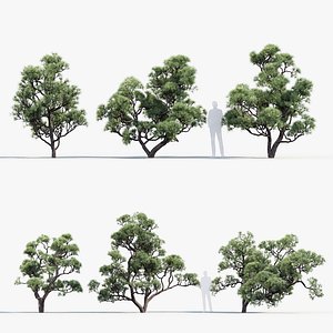 3D Pinus thunbergii Japanese black pine 02