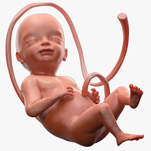 3D model human fetus 24 weeks