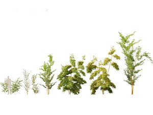 3D model Alphonse karr bamboo - Bambusa multiplex cv Alphonse Karr 01
