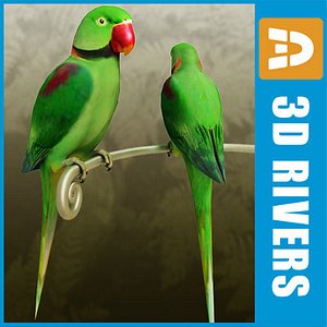 Alexandrine parakeet by 3DRivers