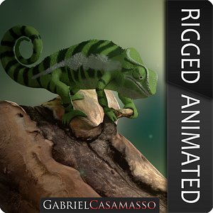 Furcifer pardalis