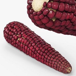 Bicolor Corn Cob Without Husk Fur 3D