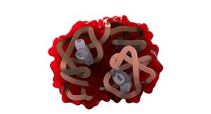 3D hemoglobin haemoglobin protein structure model