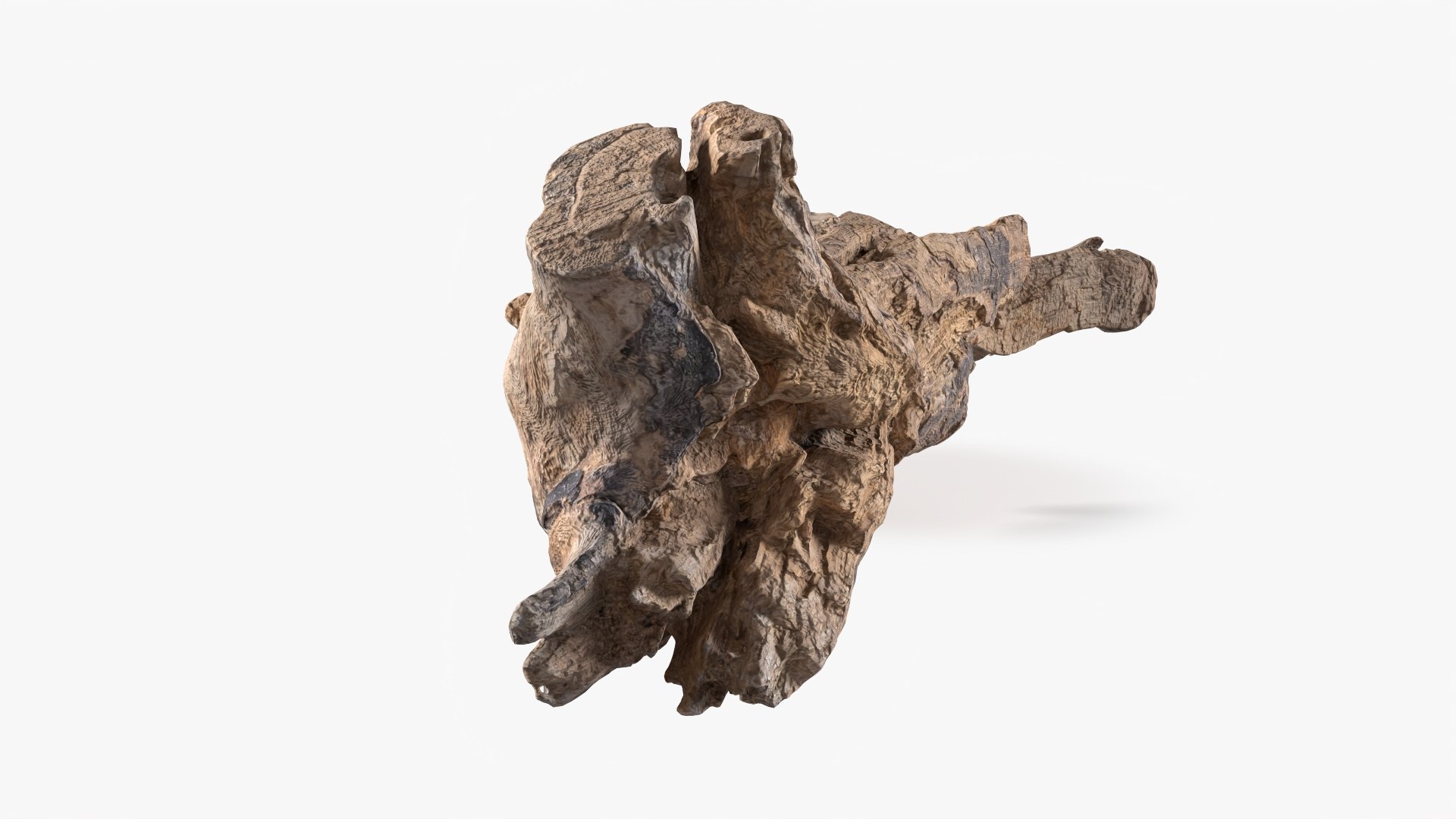Grapevine Bark 3D Scanned 07 StemCell 3D model https://p.turbosquid.com/ts-thumb/fC/xPlHXi/Mu/grapevine_07_p01/jpg/1726478019/1920x1080/fit_q87/c7f6ebfd2b0f308c906dfbbcc6e811a31f07c3fd/grapevine_07_p01.jpg