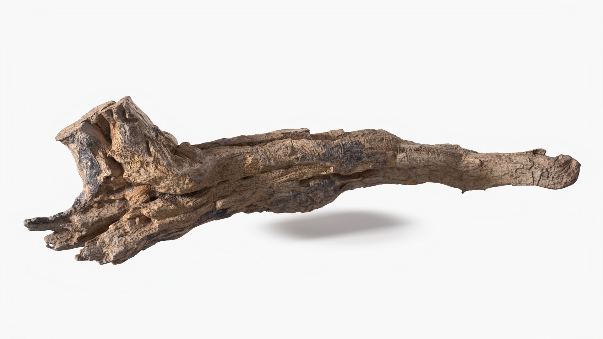 Grapevine Bark 3D Scanned 07 StemCell 3D model https://p.turbosquid.com/ts-thumb/fC/xPlHXi/sy/grapevine_07_context/jpg/1726478018/1920x1080/fit_q87/cc082ade3d338e3e0ba367a118932dd9df262f25/grapevine_07_context.jpg