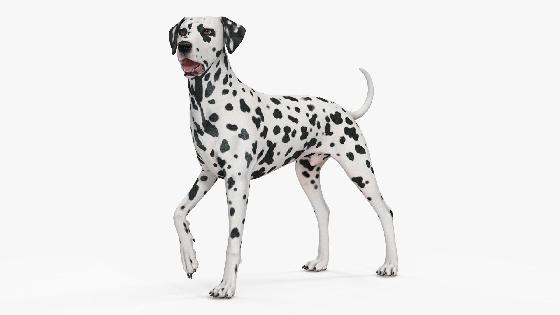 Spotted Standing Dalmatian Dog 3D model preview
