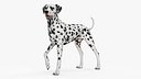 Spotted Standing Dalmatian Dog