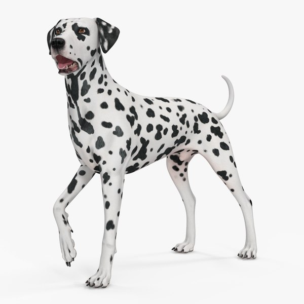 3D Spotted Standing Dalmatian Dog model