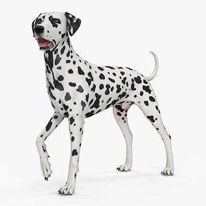 Spotted Standing Dalmatian Dog