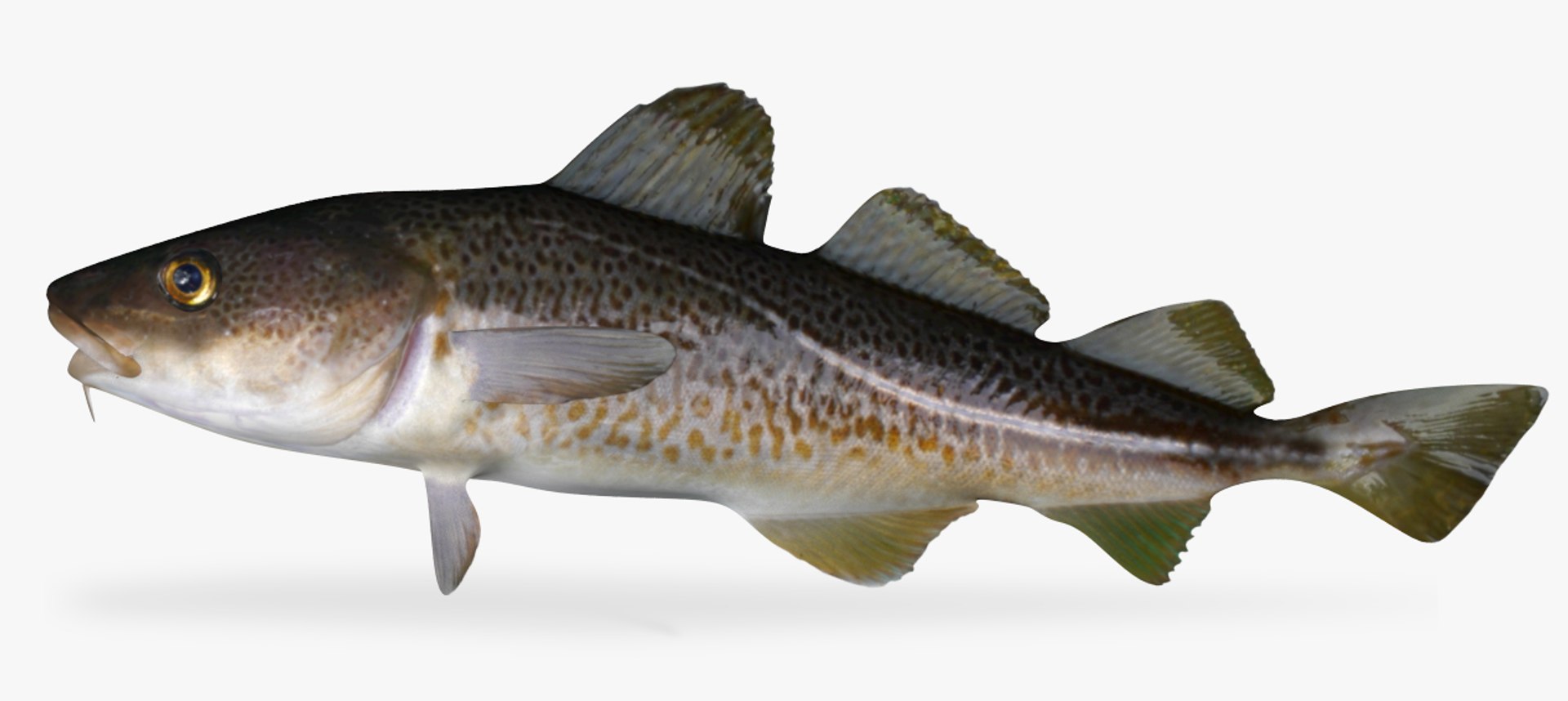 Cod Fish Model - TurboSquid 1414981