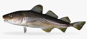 cod fish