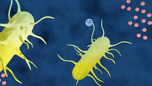 Bacteria