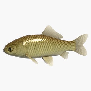 carassius kinbuna 3ds