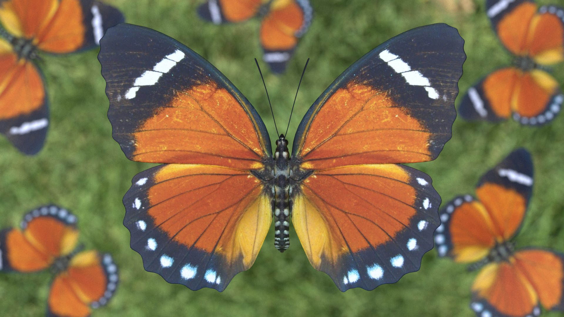 orange forester butterfly 3D model https://p.turbosquid.com/ts-thumb/fD/ECae7V/F6AcgJND/orangeforester_r1c/png/1591168553/1920x1080/fit_q87/d0a3ecbeeb6b89aadc68979ac4d613874ac5fbfa/orangeforester_r1c.jpg
