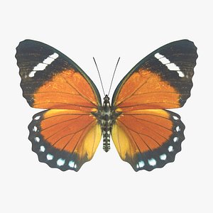 orange forester butterfly 3D model