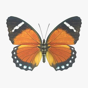 Orange Forester Butterfly