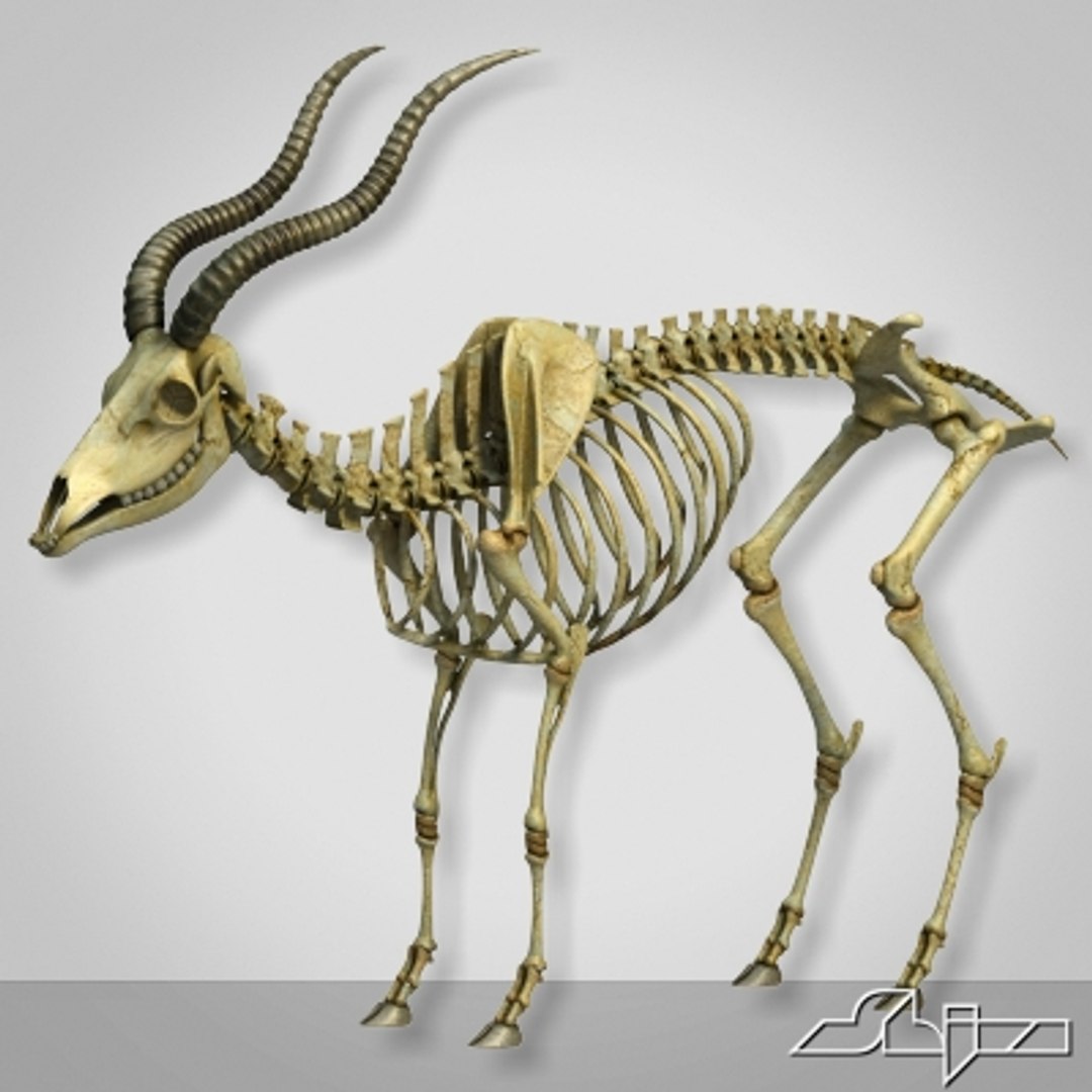 Goat Skeleton 3d Model