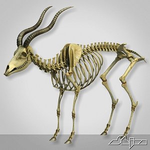 Goat Skeleton