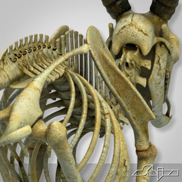 goat skeleton 3d model