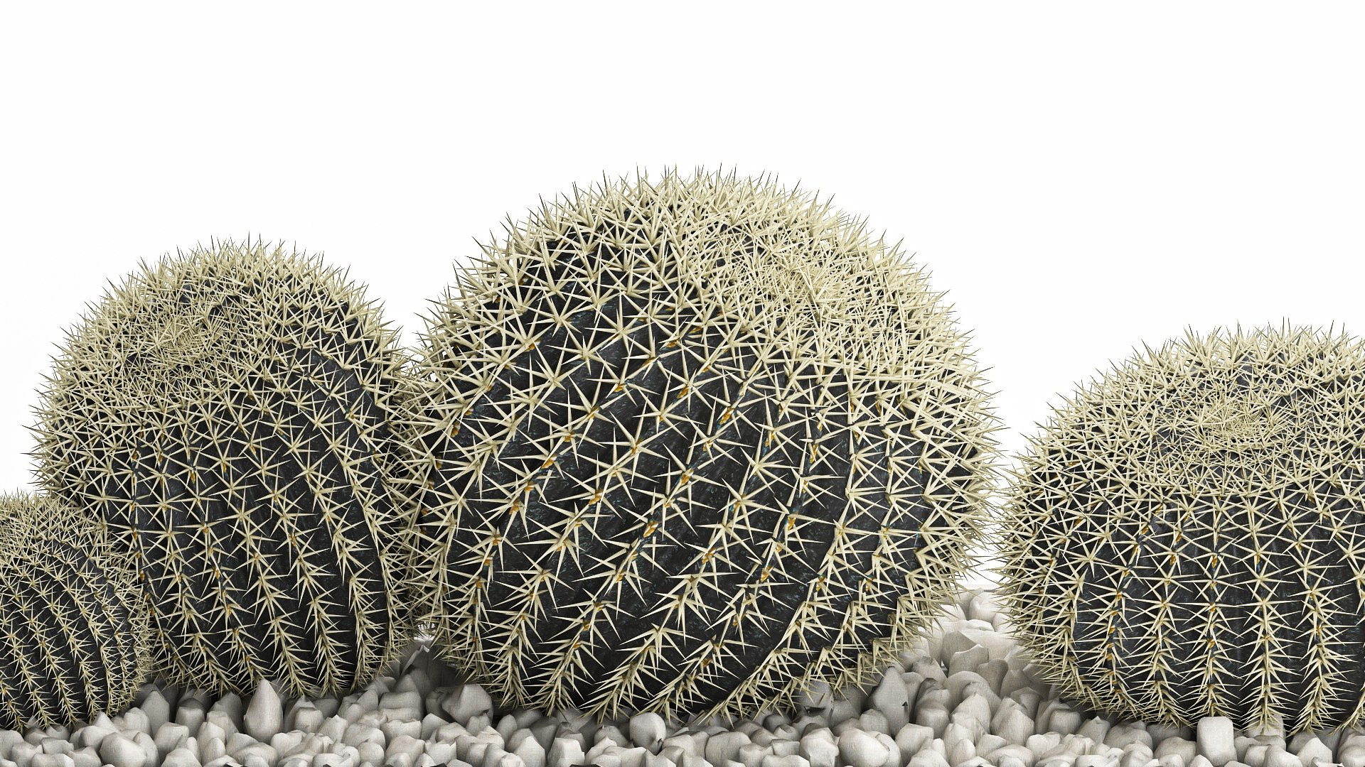 3D echinocactus in a concrete flowerpot for the interior 1104 https://p.turbosquid.com/ts-thumb/fD/KbBcwN/1K/1cactusset1901202207/jpg/1642680776/1920x1080/fit_q87/eca39f3073e0564c25b0ef9193689771fc713455/1cactusset1901202207.jpg