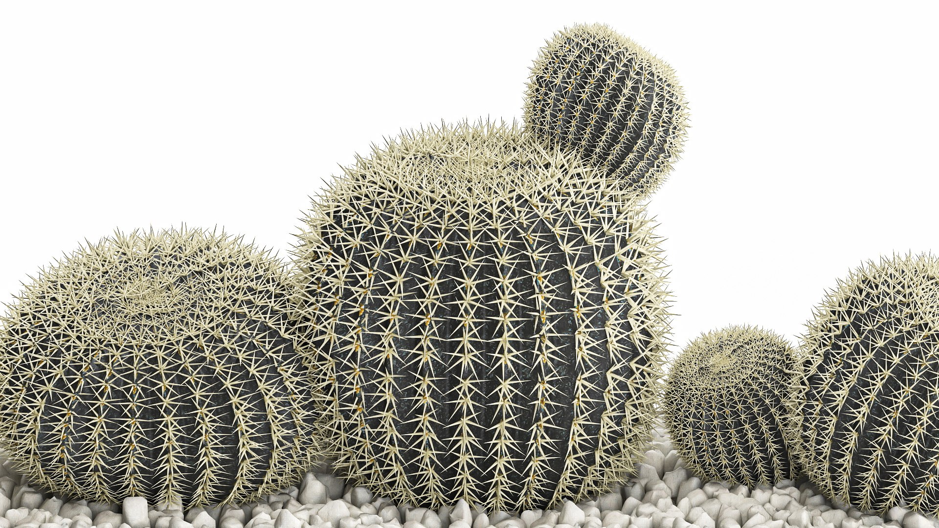 3D echinocactus in a concrete flowerpot for the interior 1104 https://p.turbosquid.com/ts-thumb/fD/KbBcwN/AH/1cactusset1901202206/jpg/1642680776/1920x1080/fit_q87/5d0b3e6efb0b9a3b719b891c39610496bb81c94a/1cactusset1901202206.jpg