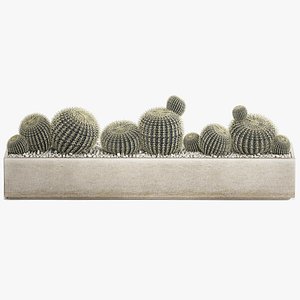 echinocactus in a concrete flowerpot for the interior 1104