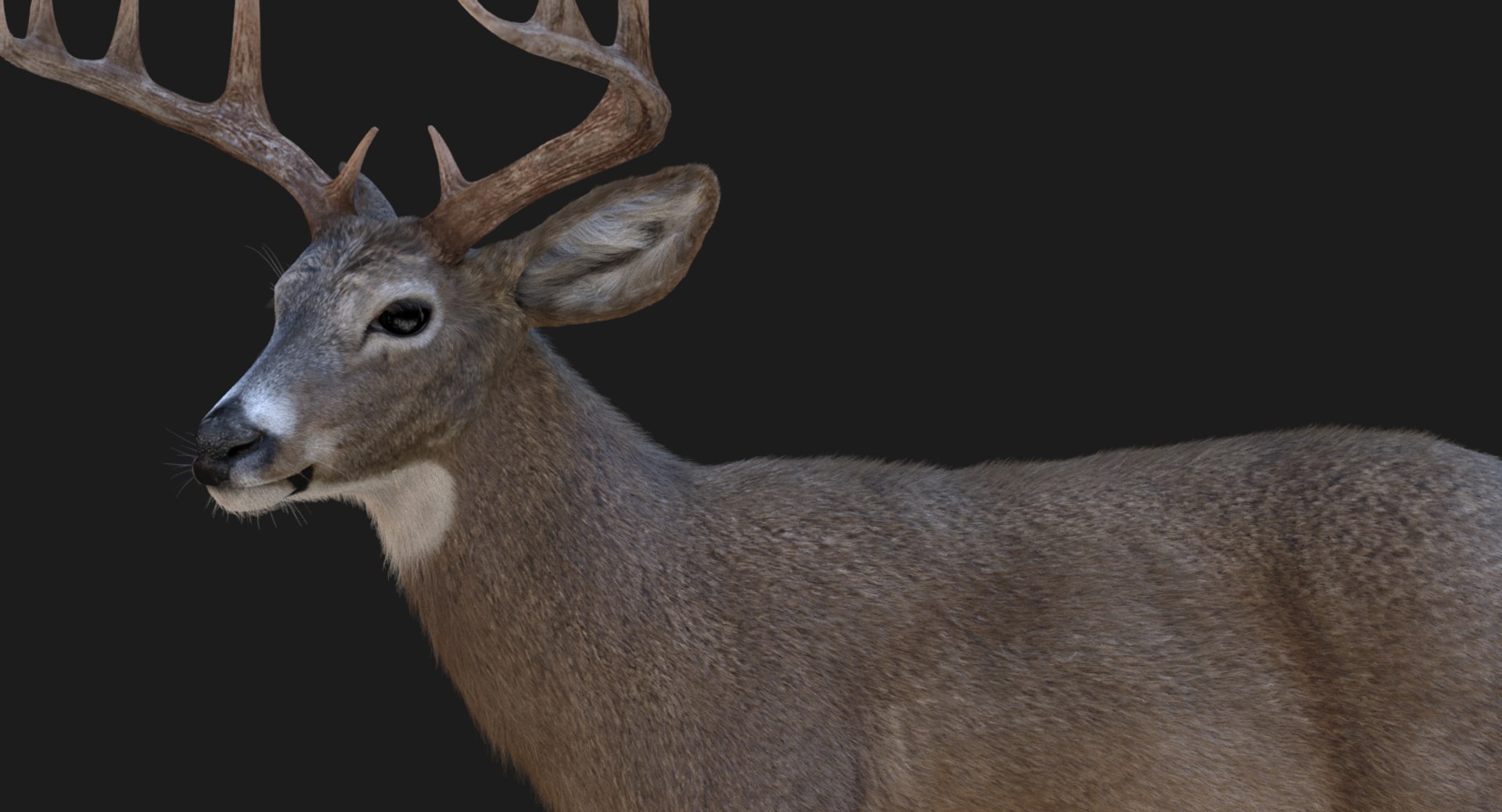3d model deer rigged 2 fur https://p.turbosquid.com/ts-thumb/fD/Wu9fDz/1S1EGu3e/arnold05/jpg/1480664089/1920x1080/fit_q87/f04d73fc6a8ba29cf5072e8deee7b9ae06b4c929/arnold05.jpg