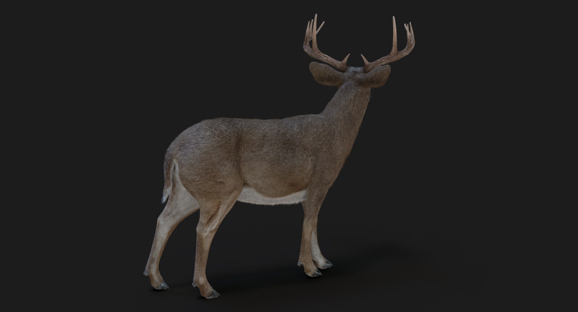 3d model deer rigged 2 fur https://p.turbosquid.com/ts-thumb/fD/Wu9fDz/2NhgEZax/arnold04/jpg/1480664089/1920x1080/fit_q87/628e33fcb5fb1115d86de9f99e3453202711323d/arnold04.jpg