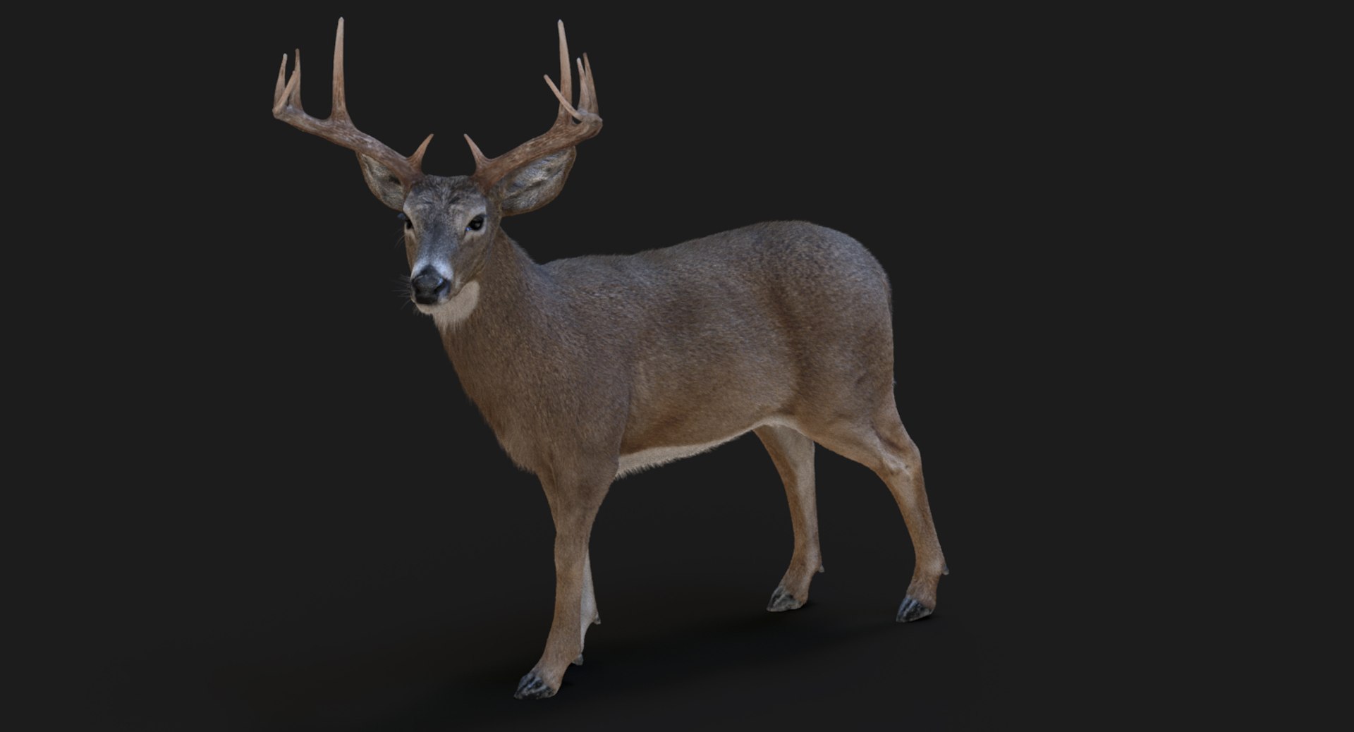 3d model deer rigged 2 fur https://p.turbosquid.com/ts-thumb/fD/Wu9fDz/IjtrbAq8/arnold02/jpg/1480664089/1920x1080/fit_q87/c5d07ee2a5d0fd99f3b1988d385cb8fd568f8fac/arnold02.jpg