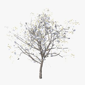 apricot winter 3D model