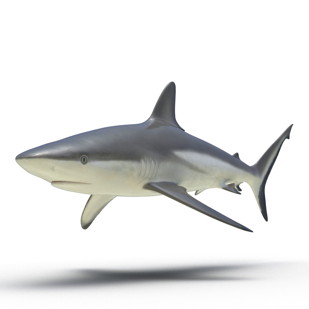 Grey Reef Shark 3D model preview