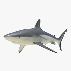 Grey Reef Shark