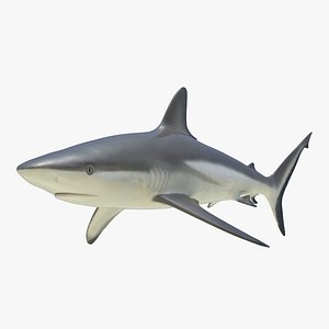 Grey Reef Shark