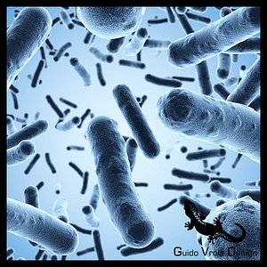 Bacteria under a scanning microscope