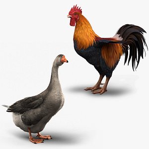 Domestic Birds Set Rigged