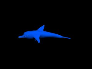 free max model dolphin