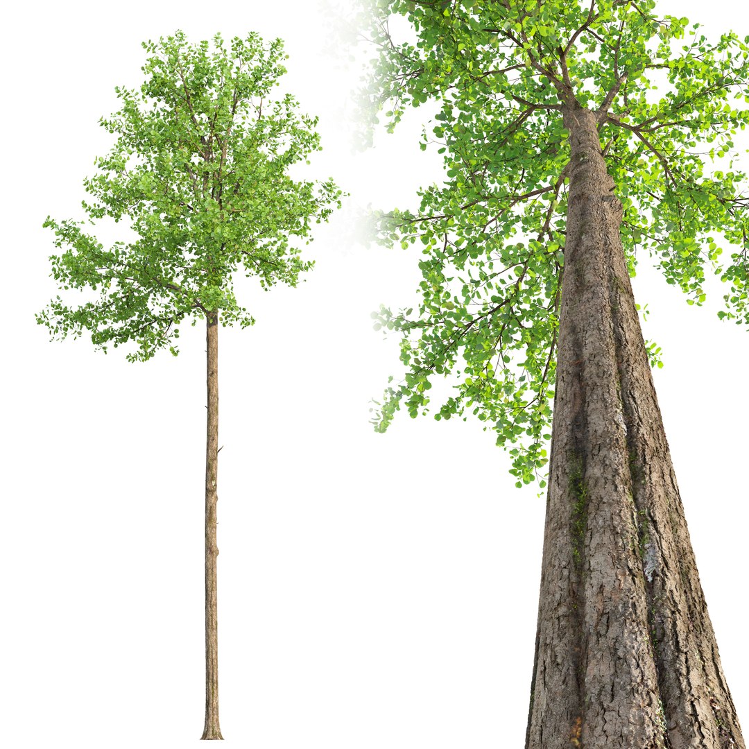 Teak Tree 3D Model - TurboSquid 2468810