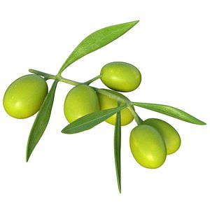 Olive branch 3D model
