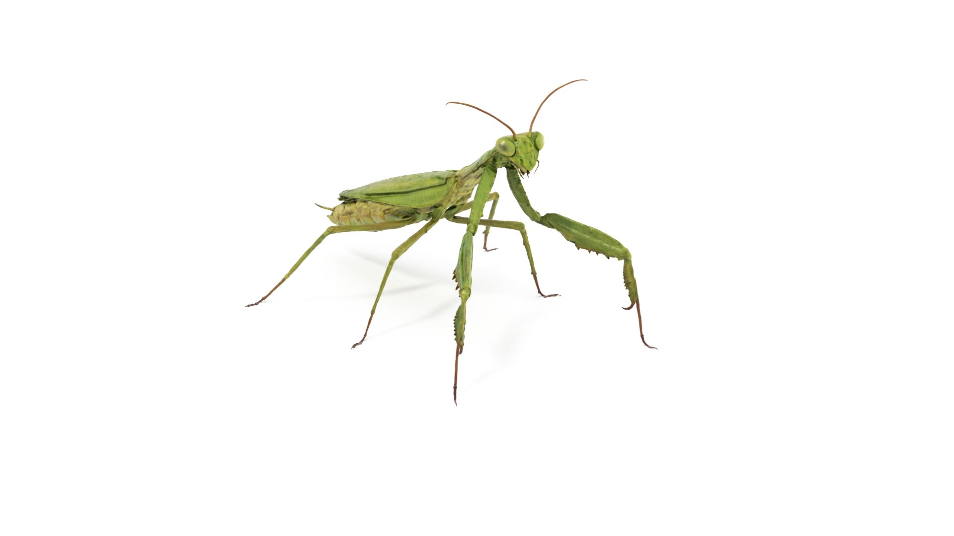 3D Praying Mantis Rigged model https://p.turbosquid.com/ts-thumb/fE/1LVdAK/8c/praying_mantis_cam03/png/1777388876/1920x1080/fit_q87/1316b1560e3b2a0ea7a71145eb1ff28ef3da5b70/praying_mantis_cam03.jpg